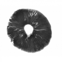 PES Hawaiian psilocybe cubensis spore print