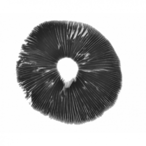 B+ psilocybe cubensis spore print