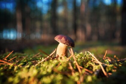 Psychedelic SEO in 2026: The State-by-State Reality That Makes Generic Marketing Useless